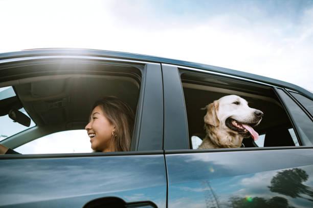 Creative Tips To Make Your Car A Safe And Comfortable Haven For Your Furry Friend